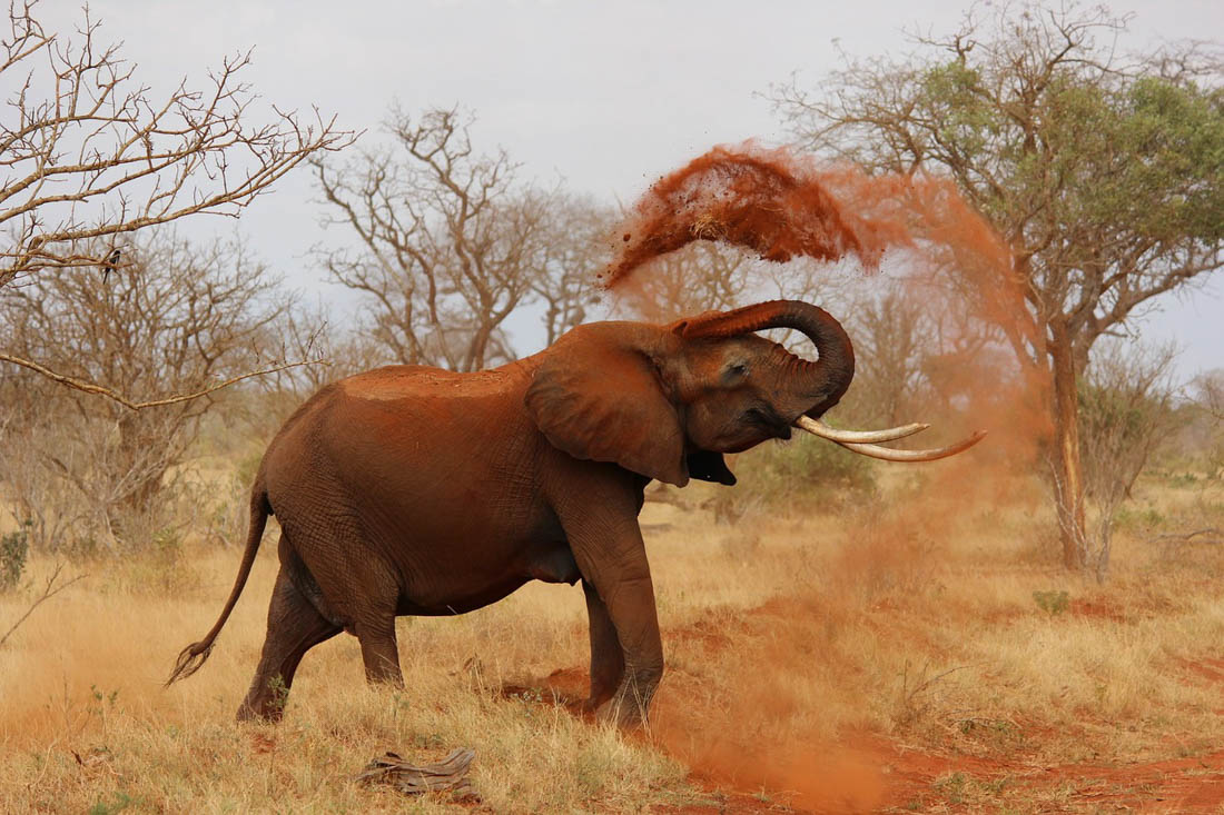 Tsavo National Park, Kenya